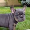 Blue and tan french bulldog. 3