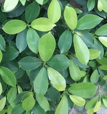 Image result for Erythroxylaceae