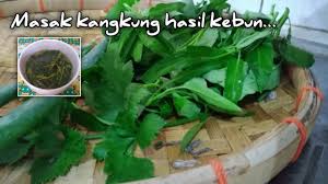 Kangkung (ipomoea spp.) merupakan satu tanamam jenis sayuran berbatang lembut dan berwarna hijau yang penting di asia. 8rolpzqdtz9xjm