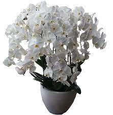 Toko bunga anggrek terpercaya yang menyediakan beragam bentuk rangkaian bunga anggrek yang indah seperti anggrek bulan dan anggrek novelty. Toko Bunga Anggrek Online Harga Termurah Online 24 Jam Free Ongkir