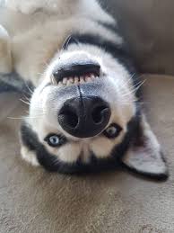 Why Is My Siberian Husky Not Eating Husky Siberian Husky Alaskan Husky