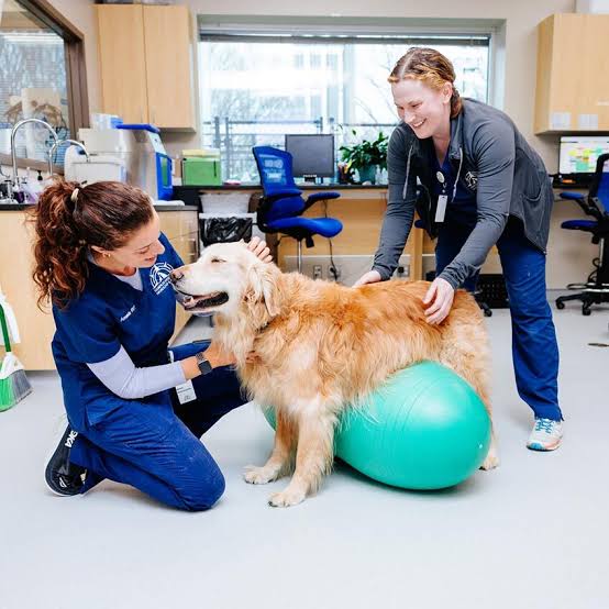 Dog Rehabilitation & Physical Therapy in Annapolis, MD | Compass Veterinary  Neurology & Imaging