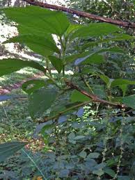 Image result for Boehmeria macrophylla