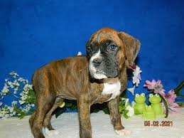 Maggie and duke of dallas. Boxer Puppies Rocky Top K 9 S Missouri Quality Breeds