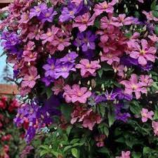 Check spelling or type a new query. For Green Thumbs Only Clematis Climbing Clematis Flowering Vines