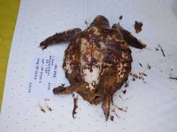 Disturbing Bp Oil Spill Photos Revealed Bp Oil Oil Spill Deepwater Horizon