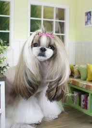 Japanese Style Shih Tzu Grooming Shihtzugrooming Shih Tzu Grooming Shih Tzu Haircuts Shih Tzu