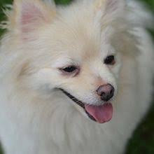 Pomeranian Dog Wikipedia