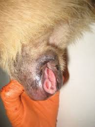 Other breast cancer symptoms in dogs include indications of pain as the mammary glands are touched. Cancer In Domesticated Animals Cancerquest