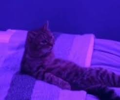 Ben Bir Kediyim Miyuw Adli Kullanicinin Her Baktiginizda Sizi Mutlu Edecek Kediler Panosundaki Pin 2020 Kedi