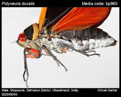 Image result for Eulalia polyneura