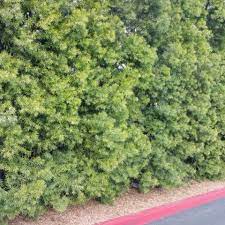 Therefore, to compare podocarpus fern pine to macrophyllus, we are actually comparing podocarpus gracilior with podocarpus macrophyllus. Fern Pine Podocarpus Gracilior At Garden View Nursery