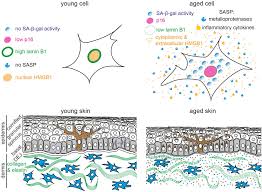 We did not find results for: Frontiers Biomarkers Of Cellular Senescence And Skin Aging Genetics