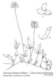 Image result for Lotononis bainesii