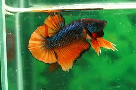 Happy Healthy Betta Fish With Betta Water Conditioner 2020