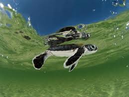 Sea Turtle Species Wwf