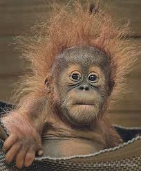 Child Has The Best Hair Cute Baby Animals Cute Animals Animals Beautiful