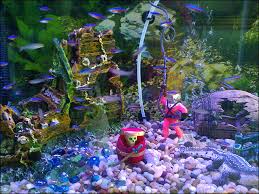 Knowing what your fish prefers is very important: Aquarium Decoration Petland Hillsboro Oh
