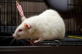 And new owners might mistake the porphyrin for blood. A Cute White Rat With Red Eyes And A Beautiful Mustache Sits On The Open Window Of The Cage A Symbol Of New Year 2020 Stock Photo Adobe Stock