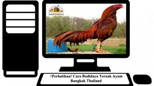 Ketentuan utama mendaftarkan diri merupakan rekening. Perhatikan Cara Budidaya Ternak Ayam Bangkok Thailand