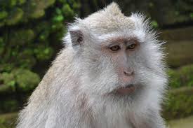 Apr 01, 2013 · free online jigsaw puzzle game Bali Indonesia Macaque Monkey Animal Themes Primate Animal One Animal Animal Wildlife Animals In The Wild Pxfuel