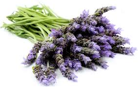 In a variety of styles & colors. Lavender Information And Facts