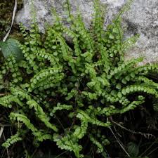 Image result for Asplenium diplazisorum