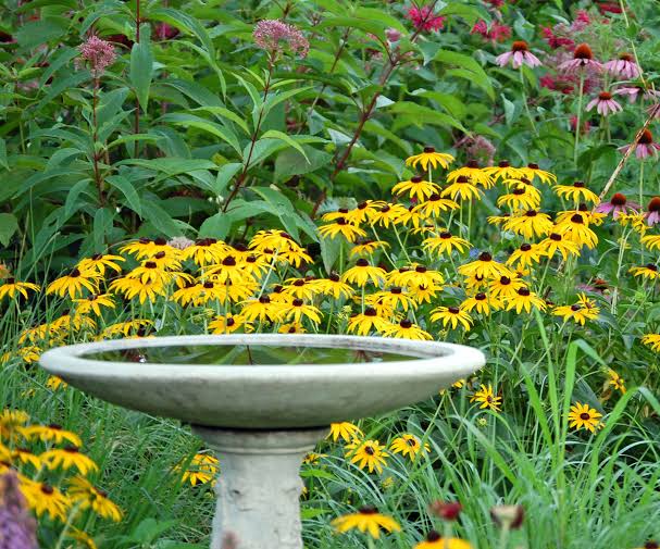 Bird Bath flowers