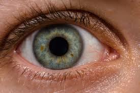 Перевод песни human — рейтинг: Human Eye Wikipedia