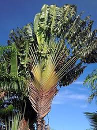 Travelers Palm Bird Of Paradise Ravenala Madagascariensis Commonly Known As Traveller S Tree Or Traveller S Palm Is A Species Of Plant From Mad Weird Trees Travellers Palm Birds Of Paradise