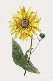 Download hd wallpapers for free on unsplash. 56 Aesthetic Flower Wallpapers For Iphone Hd Free Everything Abode