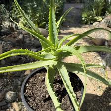 Image result for Aloe arborescens