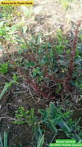 Image result for Ammannia baccifera