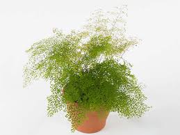 Image result for Adiantaceae