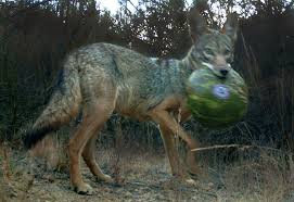 30 foods cats can and can't eat. Nps Study Coyotes Eat Garbage Watermelon And Cats
