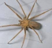 Perhaps cooling itself during heat of the day? Urban Spider Chart Entomology