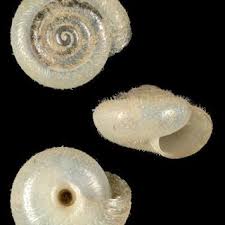 Le but d'un roman policier n'est pas d'apprendre le plus d'information, mais de résoudre un problème. Pdf Mollusques Terrestres Et D Eau Douce Des Pyrenees Atlantiques Catalogue Commente Des Especes Especes Patrimoniales Enjeux De Connaissances Et De Conservation Bibliographie