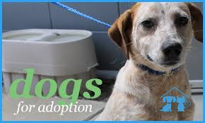 Get directions, reviews and information for dog trainer columbus ohio in lancaster, oh. Adopt Columbus Lowndes Humane Society