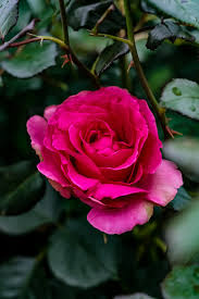 See more ideas about pictures, nature, nature pictures. Flower Pink Nature Flowers Plant Blossom Purple Spring Garden Flora Pxfuel