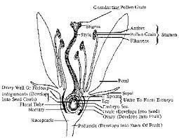 Information Sheet 9 Parts Of Flowers Vocab Flower Structure Flowers Flower Images