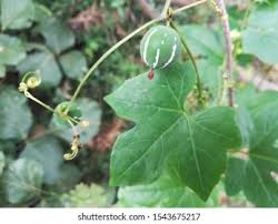 Image result for Diplocyclos