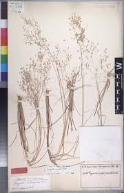 Image result for Cryptosepalum maraviense