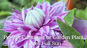 Bloom time ranges from late spring to fall, depending on the type and variety. Josephine Clematis Huge Blooms Youtube