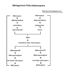 (30) yasin agung nugroho (33). Daur Hidup Tumbuhan Paku Berbagi Informasi