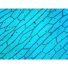 Check spelling or type a new query. Prepared Microscope Slide Cellular Organelles Nucleus Plant Cell
