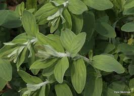 Image result for Monadenium hirsutum