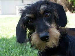 Pin On Doxie Love