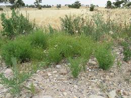 Image result for Schkuhria pinnata