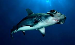Maybe you would like to learn more about one of these? Tiburon Martillo Caracteristicas Que Come Donde Vive
