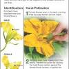 These can include variations in the vibrancy in color, placement of the flower along the plant, which may be close to the main stem or farther out, and the size of the flowers. 3